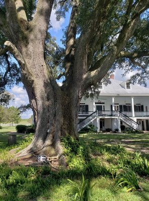 St. Joseph Plantation and Felicity Plantation by null