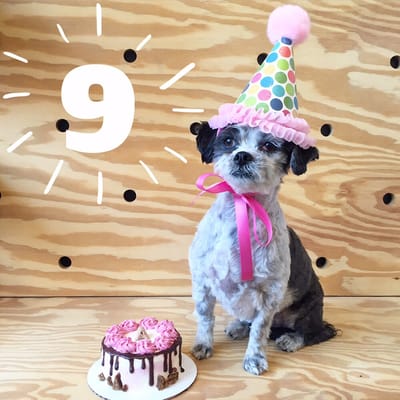 Amelie's Bark Shop by null