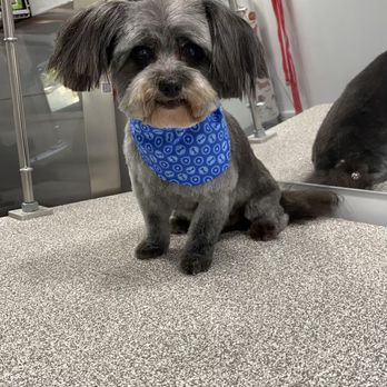 The Gentle Spaw - Pet Groomers Near Me