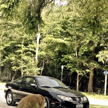 Seatuck Environmental Association - Deer in the parking lot! - Community Service/Non-Profit Near Me - Islip, New York