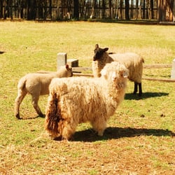 Hunter Valley Horse Riding & Adventures - Farm Animals