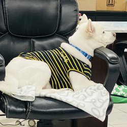 Apogee Nails & Spa - Salon dog