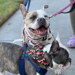 A Dog Wash - Nala and Juice