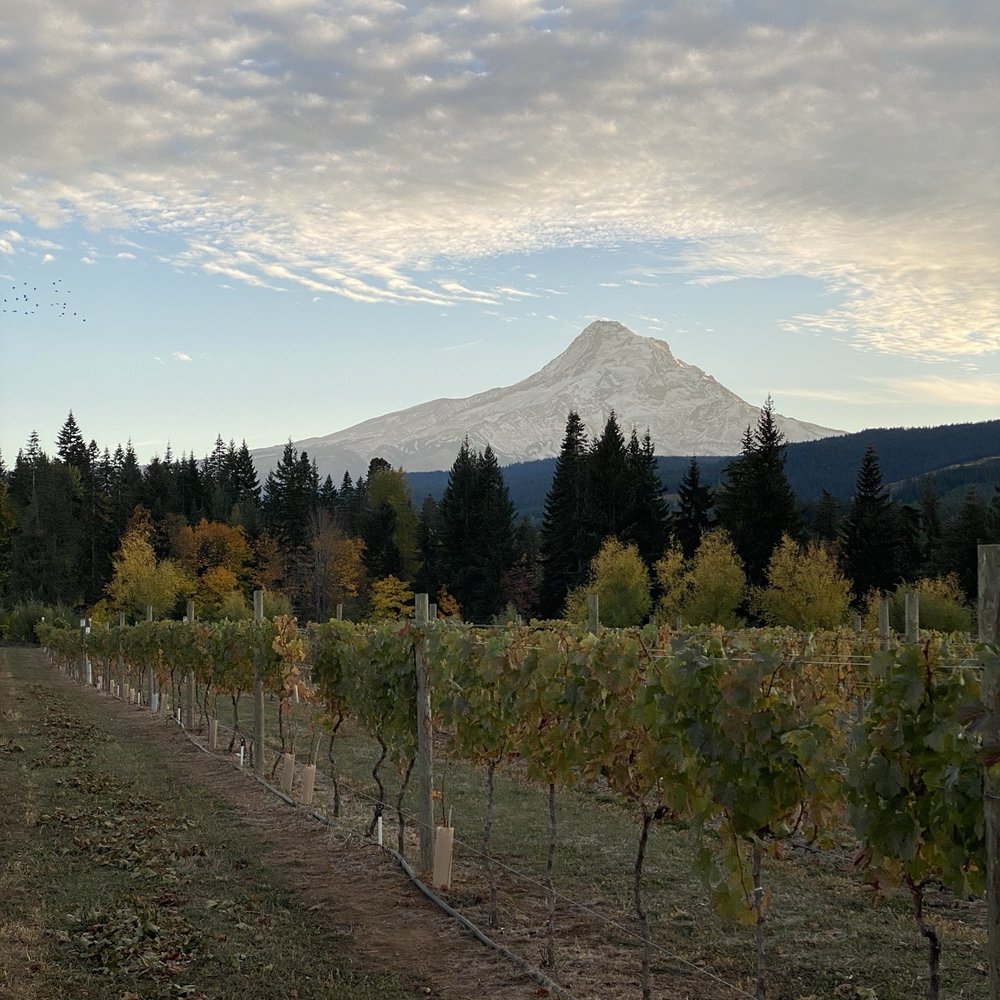 Grateful Vineyard - the view! - Wine Tasting Room Near Me - Mount Hood, Oregon Grateful Vineyard - the view! - Wine Tasting Room Near Me - Mount Hood, Oregon