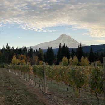 Grateful Vineyard - the view! - Wine Tasting Room Near Me - Mount Hood, Oregon