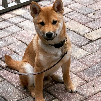Dances With Dogs - I am so well behaved now; my hoomans can take me anywhere. - Pet Sitting Near Me Dances With Dogs - I am so well behaved now; my hoomans can take me anywhere. - Pet Sitting Near Me