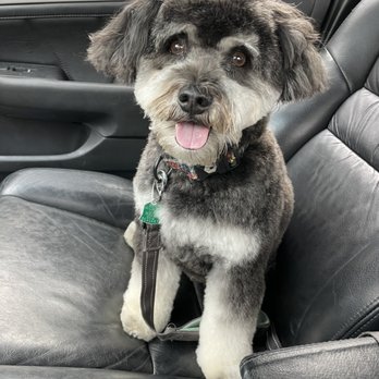 As the Fur Flies - Pet Groomers Near Me - Austin, Texas As the Fur Flies - Pet Groomers Near Me - Austin, Texas