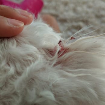 PetSmart - Thanks for cutting our dog's ear and just sending us on our way with nothing... - Pet Stores Near Me - San Jose, California PetSmart - Thanks for cutting our dog's ear and just sending us on our way with nothing... - Pet Stores Near Me - San Jose, California