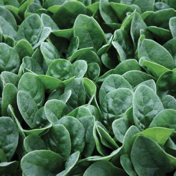 Twilley Seed Co - Spinach Seaside - Home & Garden Near Me - Hodges, South Carolina