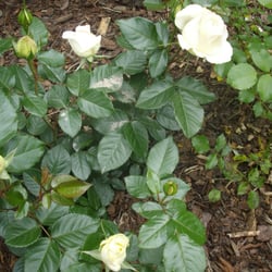 Herde's Gartencenter