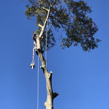 TreeMasters - Extremely difficult job done by professionals - Tree Services Near Me - Brick, New Jersey