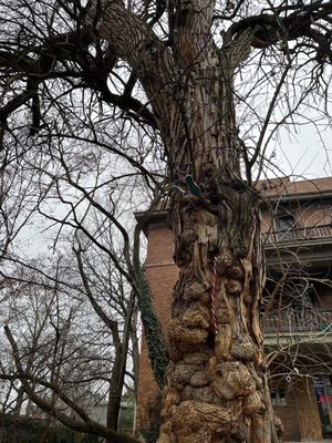 The Witches' Tree by null