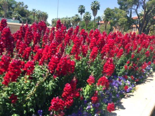 Arizona State Museum by null