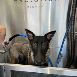 Koda loves this place
