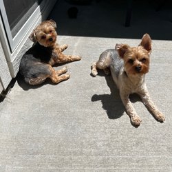 Doggie Day Spaw