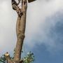 Photo of Broken Limb Tree Service
