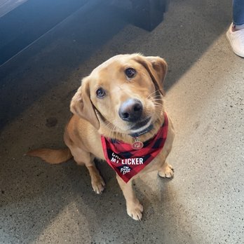 The Redd Dog - Redd himself - Bars Near Me - Tacoma, Washington