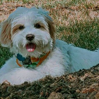 In The Lead - Pet Training Near Me In The Lead - Pet Training Near Me