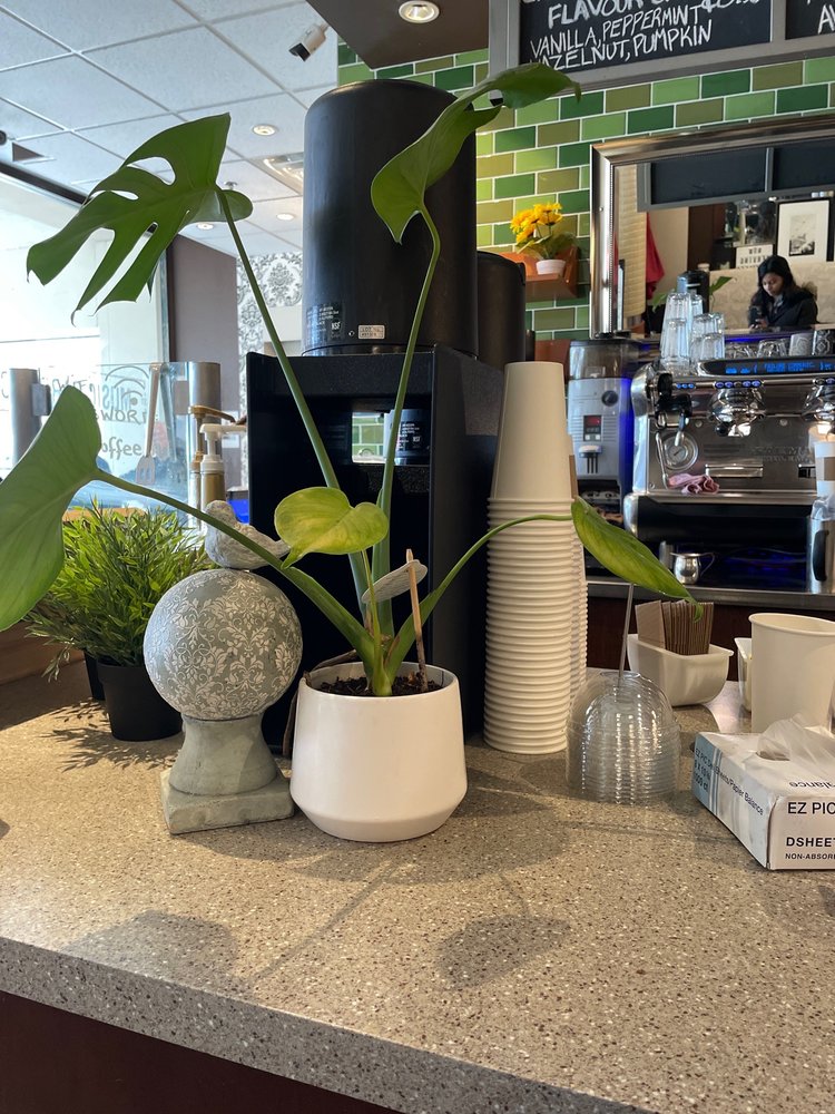 MUSIC GARDEN CAFE Updated July 2024 21 Photos & 49 Reviews 466