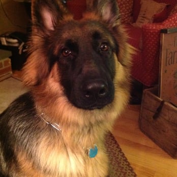 The Perfect Pup - Pet Training Near Me