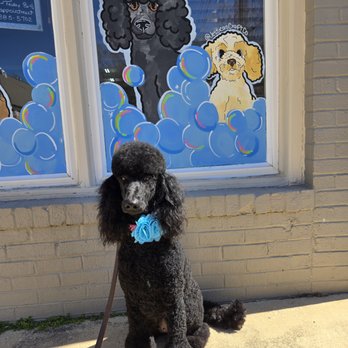 Pet Parlor - Pet Groomers Near Me - Staunton, Virginia Pet Parlor - Pet Groomers Near Me - Staunton, Virginia