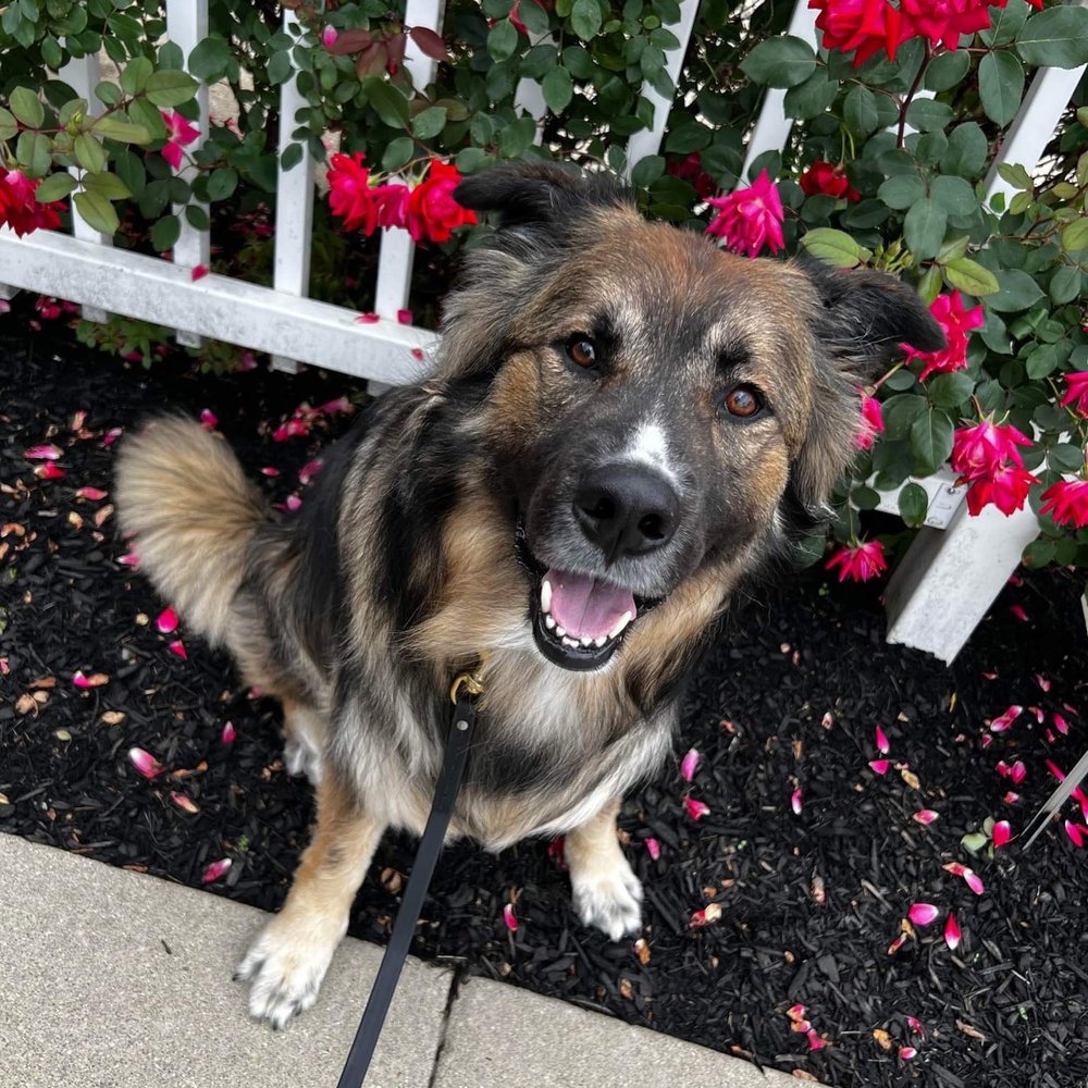 All Purpose K-9 - Pup in training! - Pet Training Near Me - Columbus, Ohio