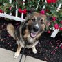 Photo of All Purpose K-9