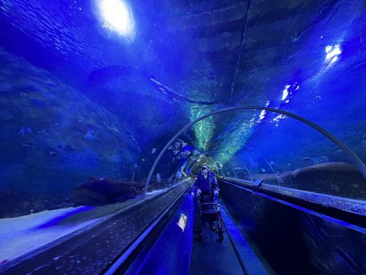 SEA LIFE Kelly Tarlton's Aquarium by null