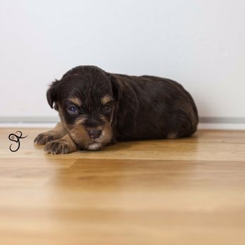 Jojo's Schnauzers - Miniature Schnauzer - Pet Breeders Near Me Jojo's Schnauzers - Miniature Schnauzer - Pet Breeders Near Me