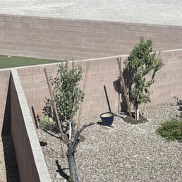 Peach and plum trees, both installed on 9/14. Peach and plum trees, both installed on 9/14.