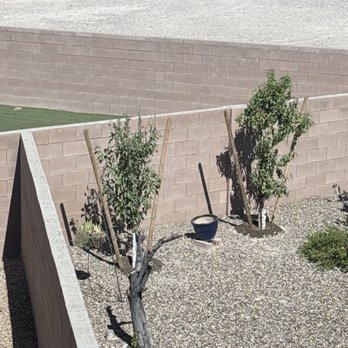 Moon Valley Nurseries - Peach and plum trees, both installed on 9/14. - Nurseries & Gardening Near Me - Las Vegas, Nevada Moon Valley Nurseries - Peach and plum trees, both installed on 9/14. - Nurseries & Gardening Near Me - Las Vegas, Nevada