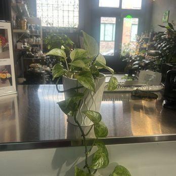 Juice EJ - Pothos - Juice Bars & Smoothies Near Me - St. Louis, Missouri Juice EJ - Pothos - Juice Bars & Smoothies Near Me - St. Louis, Missouri