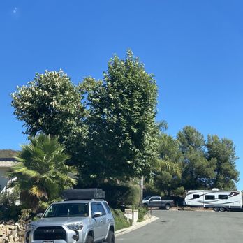 ArborCare Tree Care - Before Arbor Care Tree service thinned, and properly reshaped our 40 foot Sycamore tree - Tree Services Near Me ArborCare Tree Care - Before Arbor Care Tree service thinned, and properly reshaped our 40 foot Sycamore tree - Tree Services Near Me