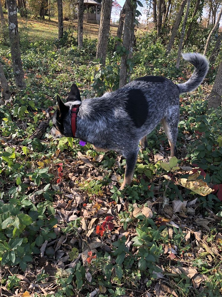 VETTINER DOG PARK Updated September 2024 10310 Mary Dell Ln