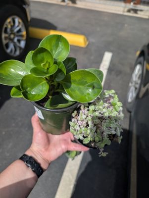 Green's Produce and Plants by null