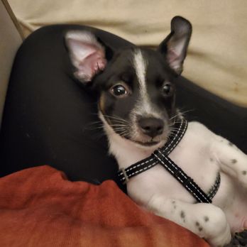 DogSpot - Arnie - Pet Training Near Me - Oceanside, California DogSpot - Arnie - Pet Training Near Me - Oceanside, California