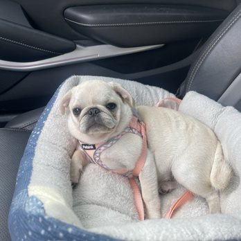 Pug Perfection Puppies - Pet Breeders Near Me
