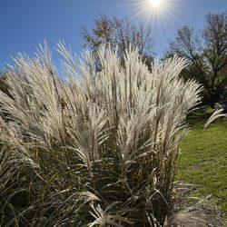OPPD Arboretum
