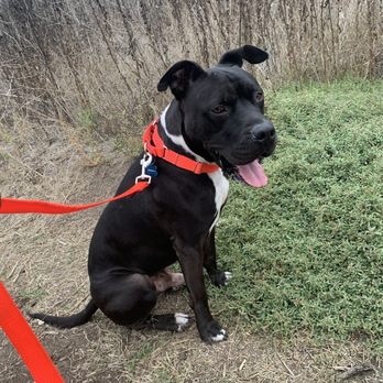 OCK-9Services - Thunderrr - Pet Training Near Me - Santa Ana, California
