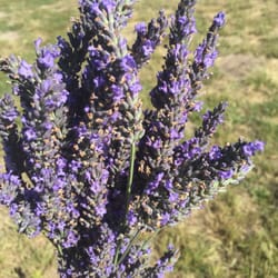 First Light Farm - Lavender products from Harms Vineyard and Lavender Farm