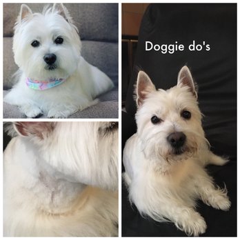 Doggie Dos  - Top left: what her grooms usually look like from a different salon, Right: groom by doggie do's. Bottom left: closeup of shaving - Pet Groomers Near Me - La Mesa, California