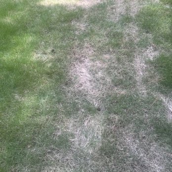 All Turf - Lawn Services Near Me - Loganville, Georgia