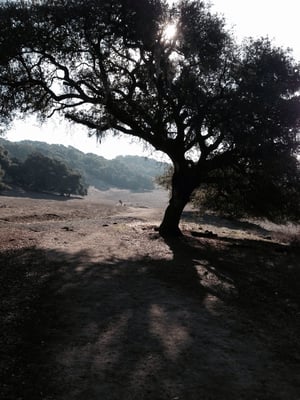 Taylor Mountain Regional Park by null