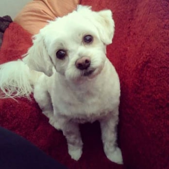 Dogs Will Play - After coming back from the gromers, so beautiful, so fresh!!! ;) - Pet Groomers Near Me - Concord, California Dogs Will Play - After coming back from the gromers, so beautiful, so fresh!!! ;) - Pet Groomers Near Me - Concord, California