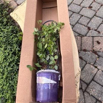 Wilson Bros. Gardens - Clematis in the box it arrived in. - Nurseries & Gardening Near Me - McDonough, Georgia Wilson Bros. Gardens - Clematis in the box it arrived in. - Nurseries & Gardening Near Me - McDonough, Georgia