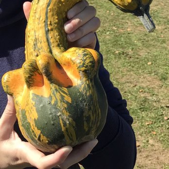 Sutters Ridge Farm - Unique gourds!! - Fruits & Veggies Near Me - Mount Horeb, Wisconsin Sutters Ridge Farm - Unique gourds!! - Fruits & Veggies Near Me - Mount Horeb, Wisconsin