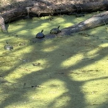 Skidaway Island State Park - Wildlife - Parks Near Me - Savannah, Georgia Skidaway Island State Park - Wildlife - Parks Near Me - Savannah, Georgia