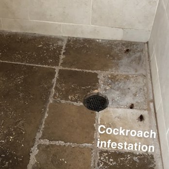 Optimum Pest Control - Pest Control Near Me