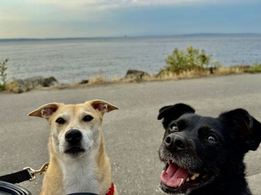 Golden Gardens Park by null