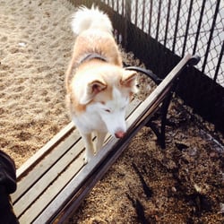 Hunter's Point Dog Park